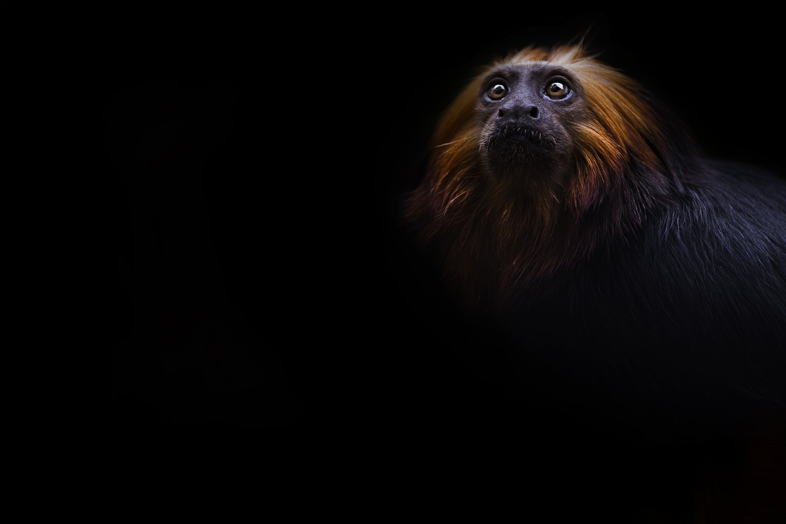 Golden headed lion tamarin