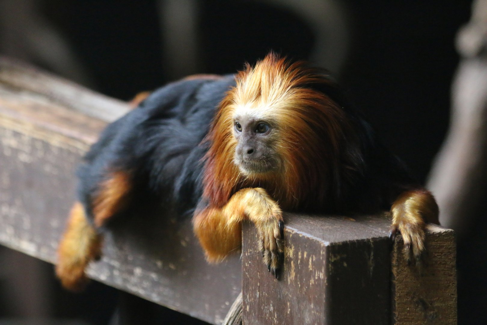Golden-Headed Lion Tamarin