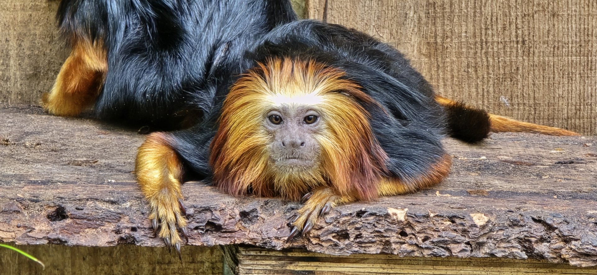 Golden-headed lion tamarin