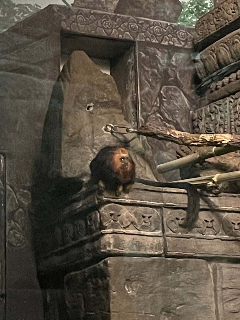 Golden-Headed Lion Tamarin