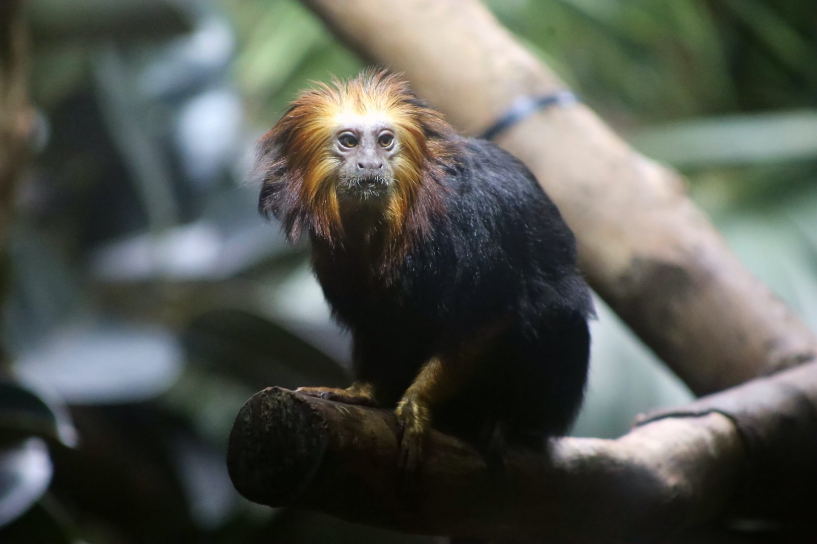 Golden-headed Lion Tamarin