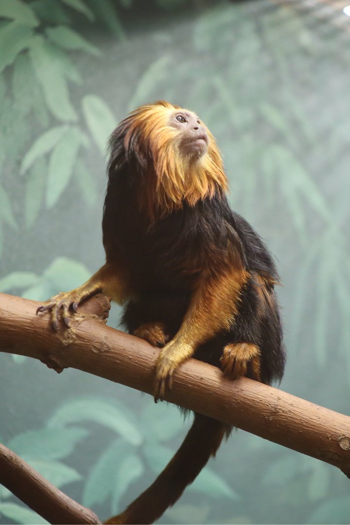Golden-headed Lion Tamarin