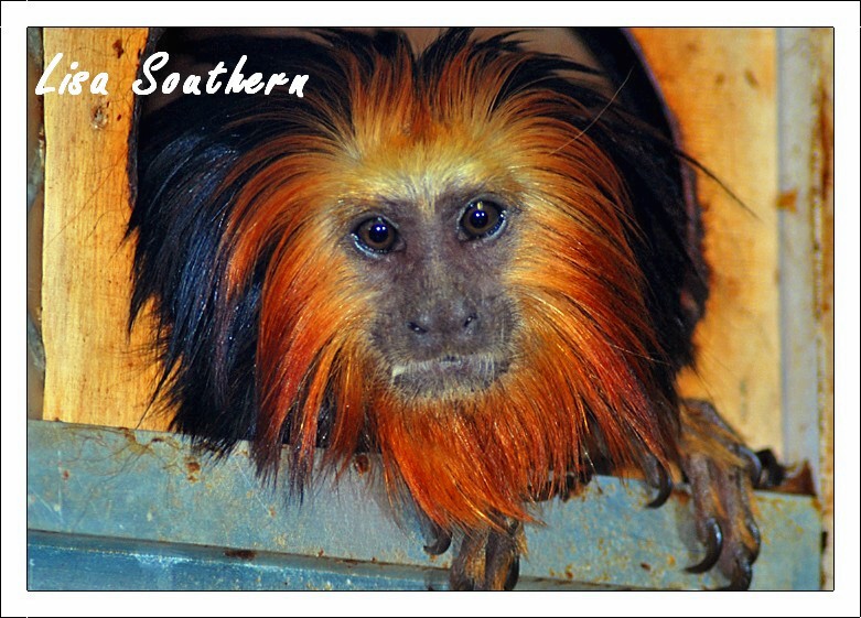 golden-headed lion tamarin
