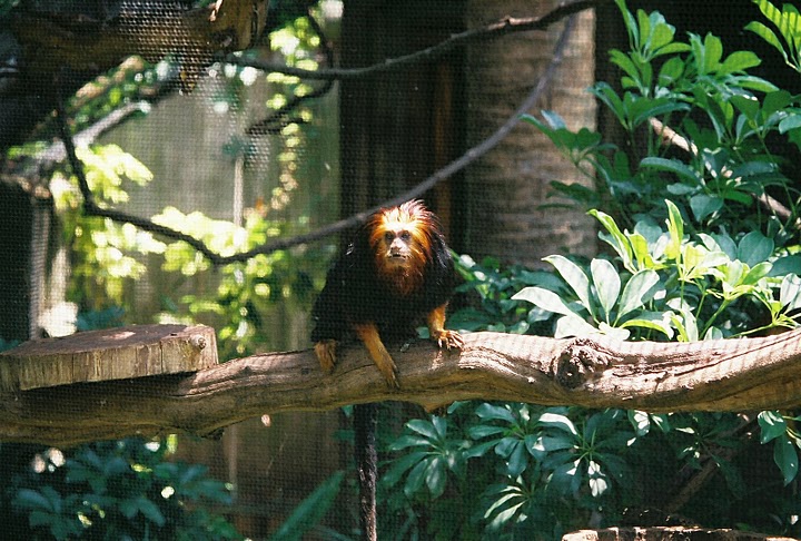 Golden-Headed Lion Tamarin