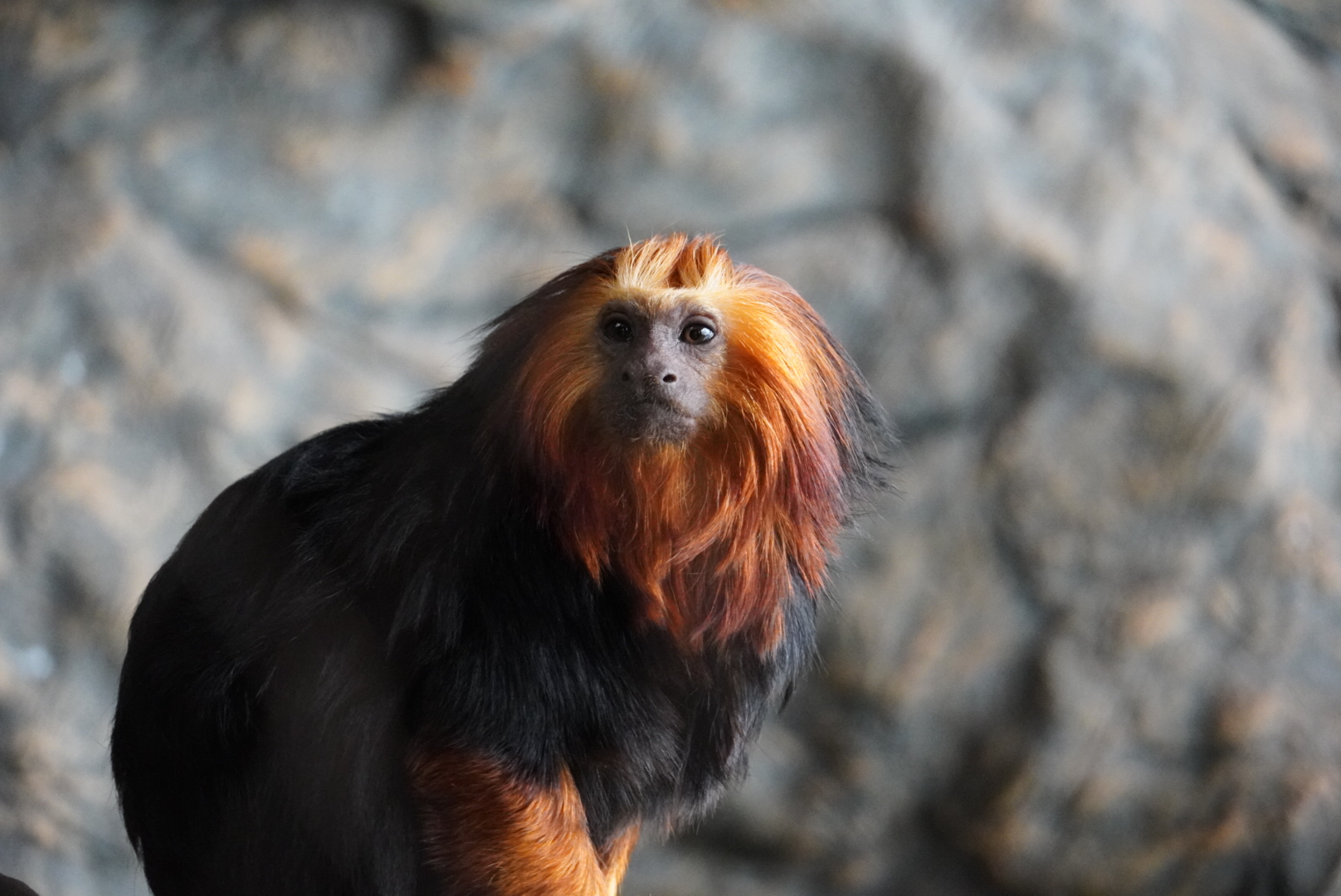 Golden Headed Lion Tamarin