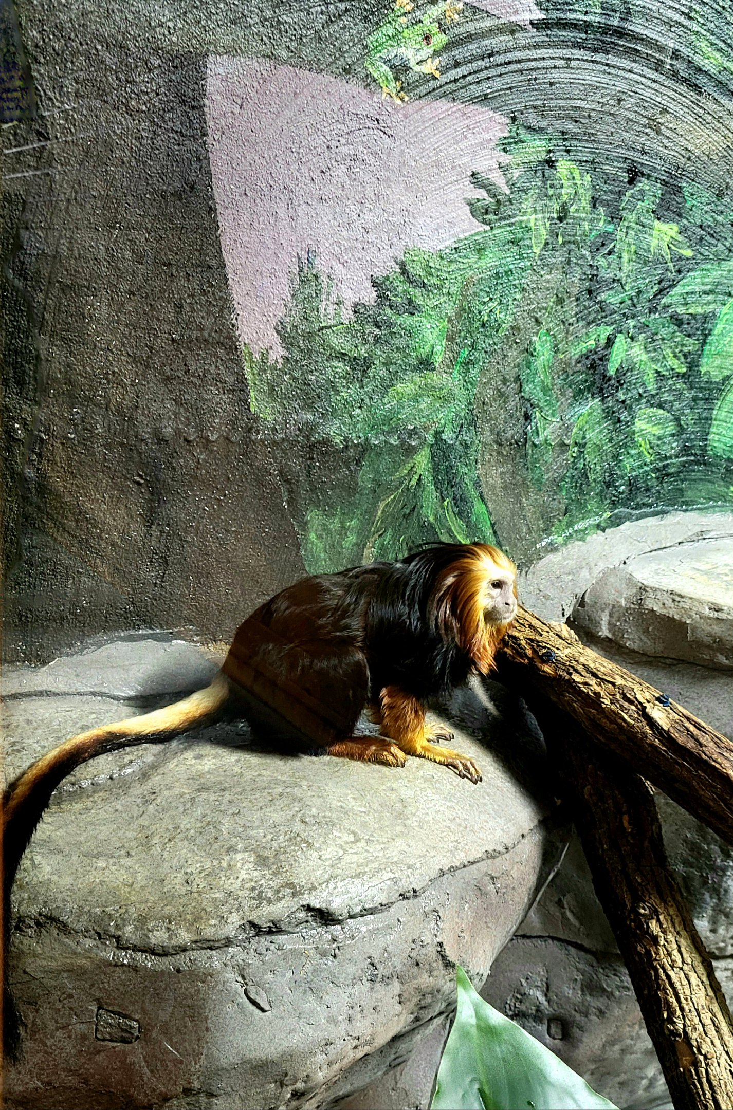 Golden Headed Lion Tamarin