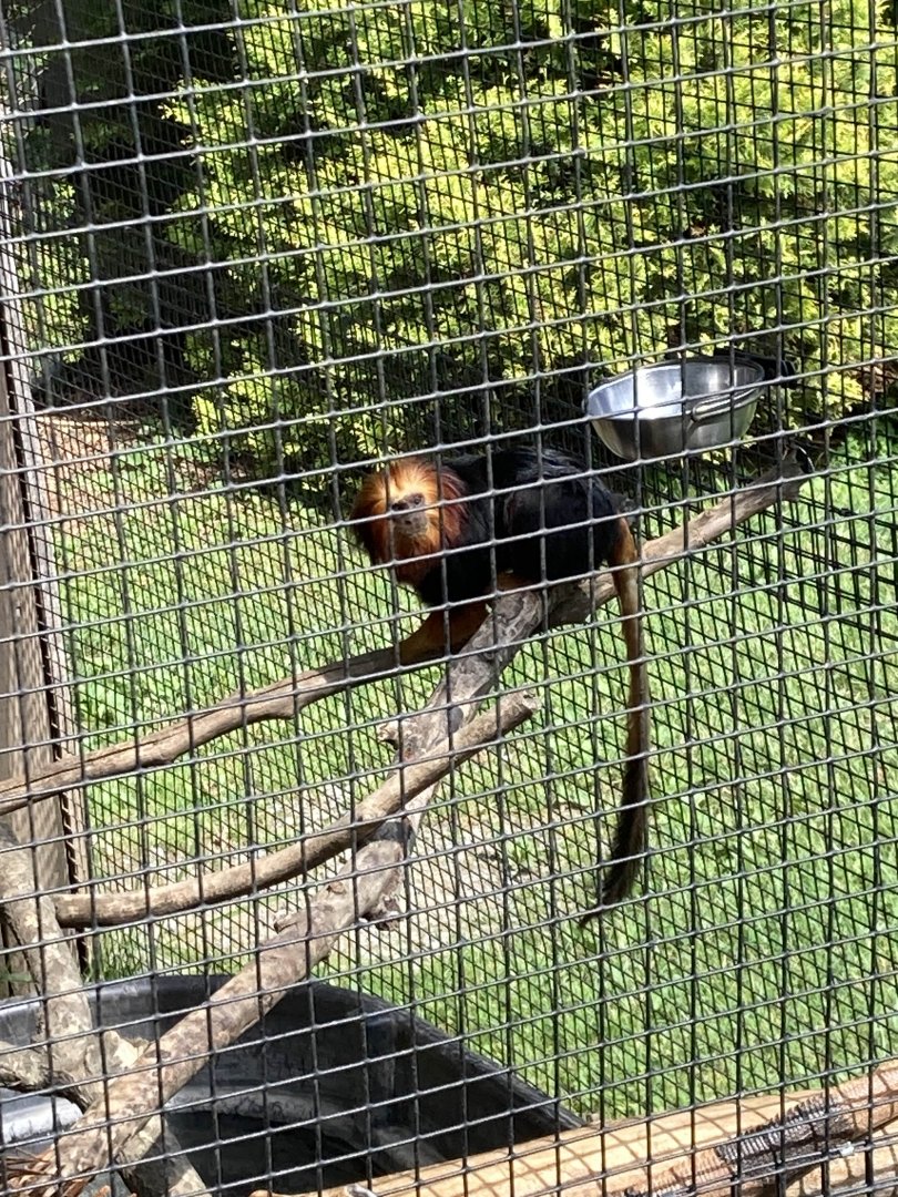 Golden-Headed Lion Tamarin