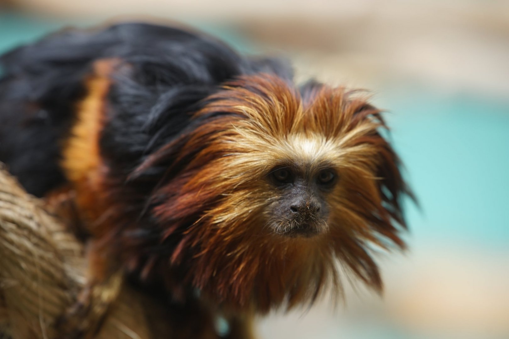Golden-headed Lion Tamarin