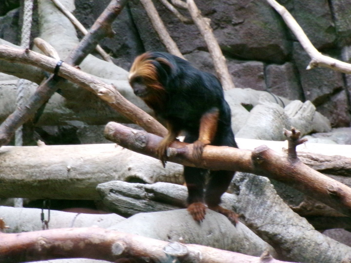 Golden-headed lion tamarin