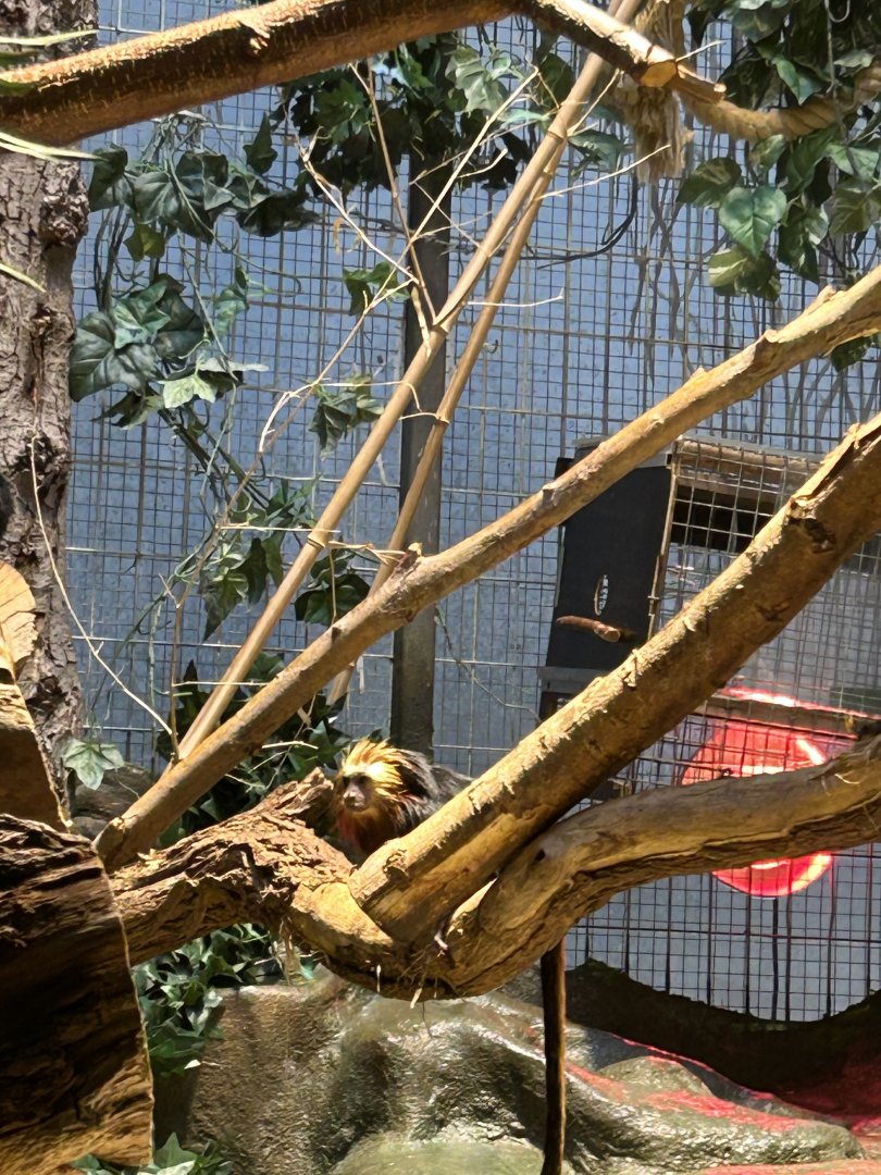 Golden-headed lion tamarin