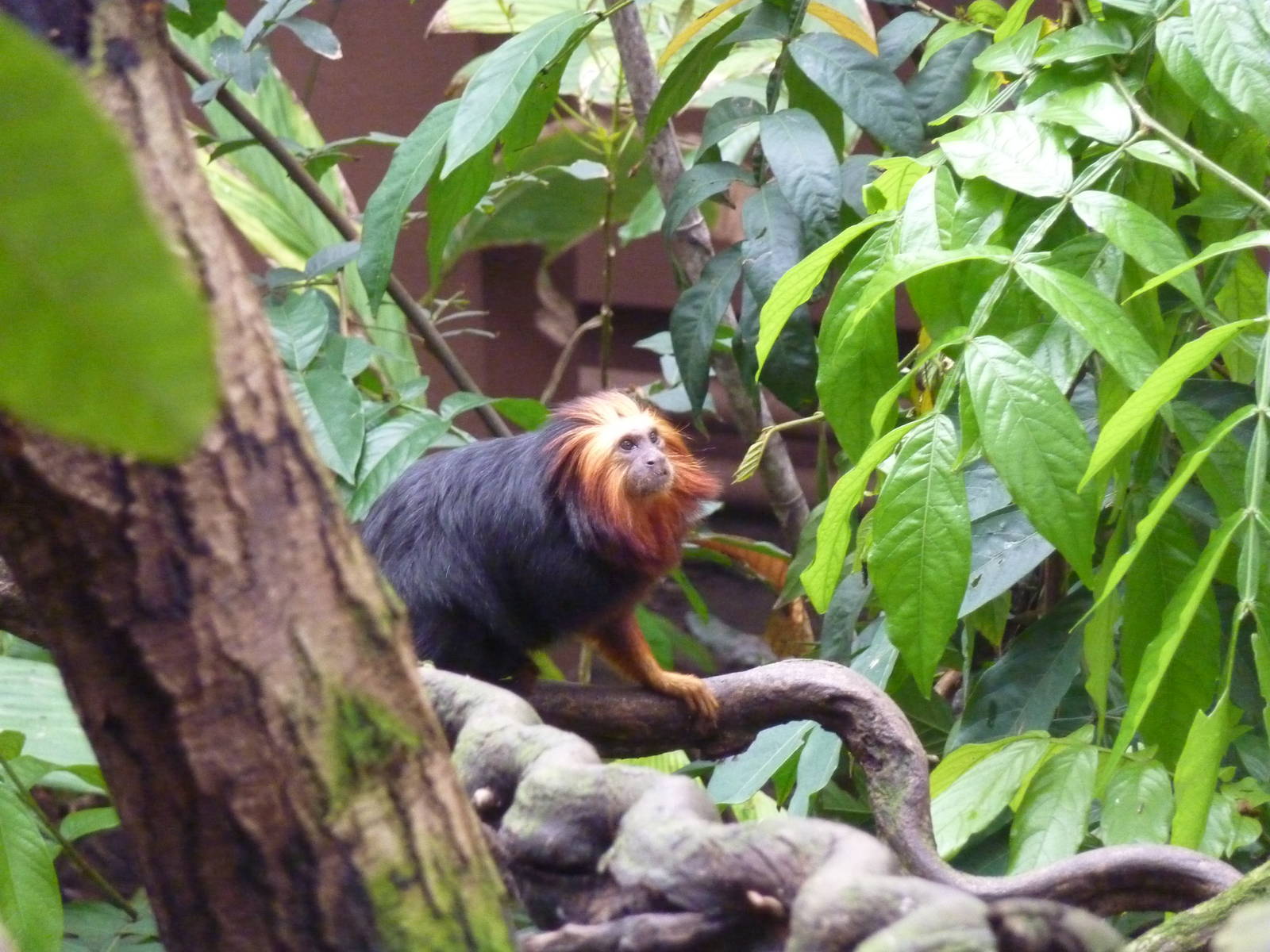 Golden-headed lion tamarin