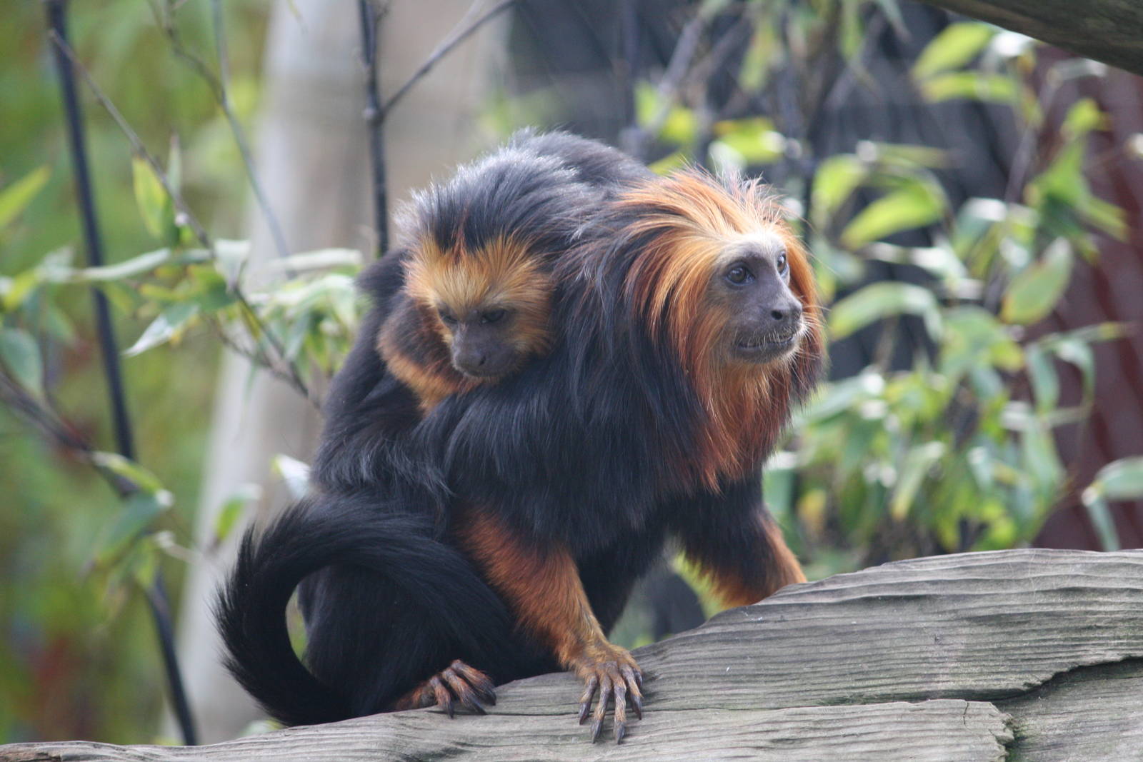 Golden Headed Lion Tamarins 8 April 2010