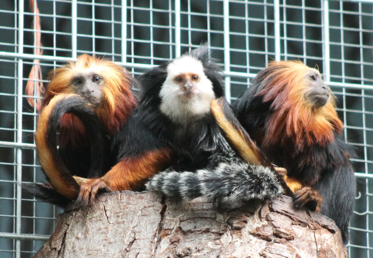 Golden-headed lion-tamarins and white-faced marmoset