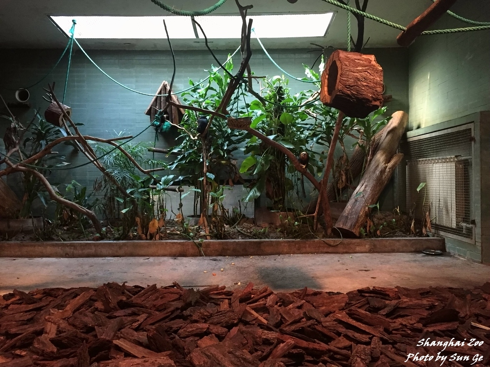 Golden-headed Lion Tamarins exhibit