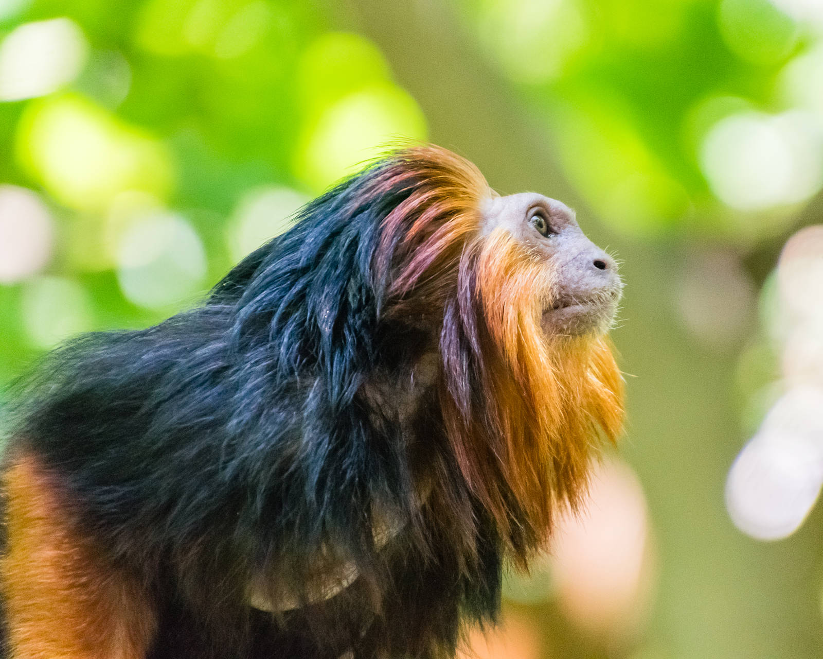 Golden-headed lion tamarins in the Parker Aviary