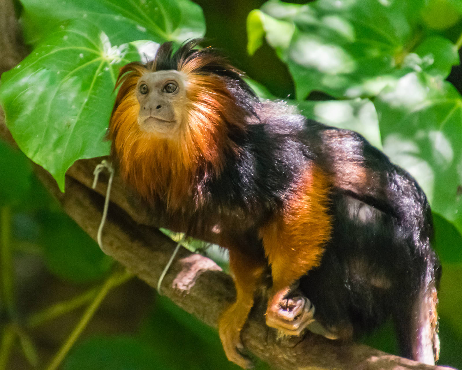 Golden-headed lion tamarins in the Parker Aviary