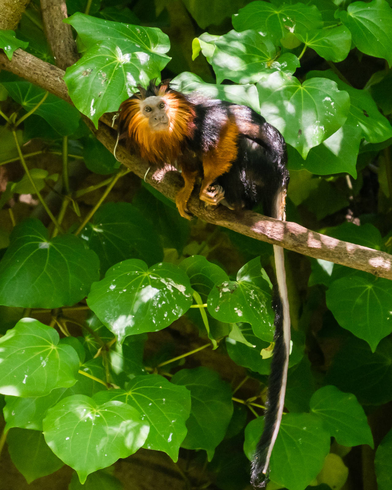 Golden-headed lion tamarins in the Parker Aviary