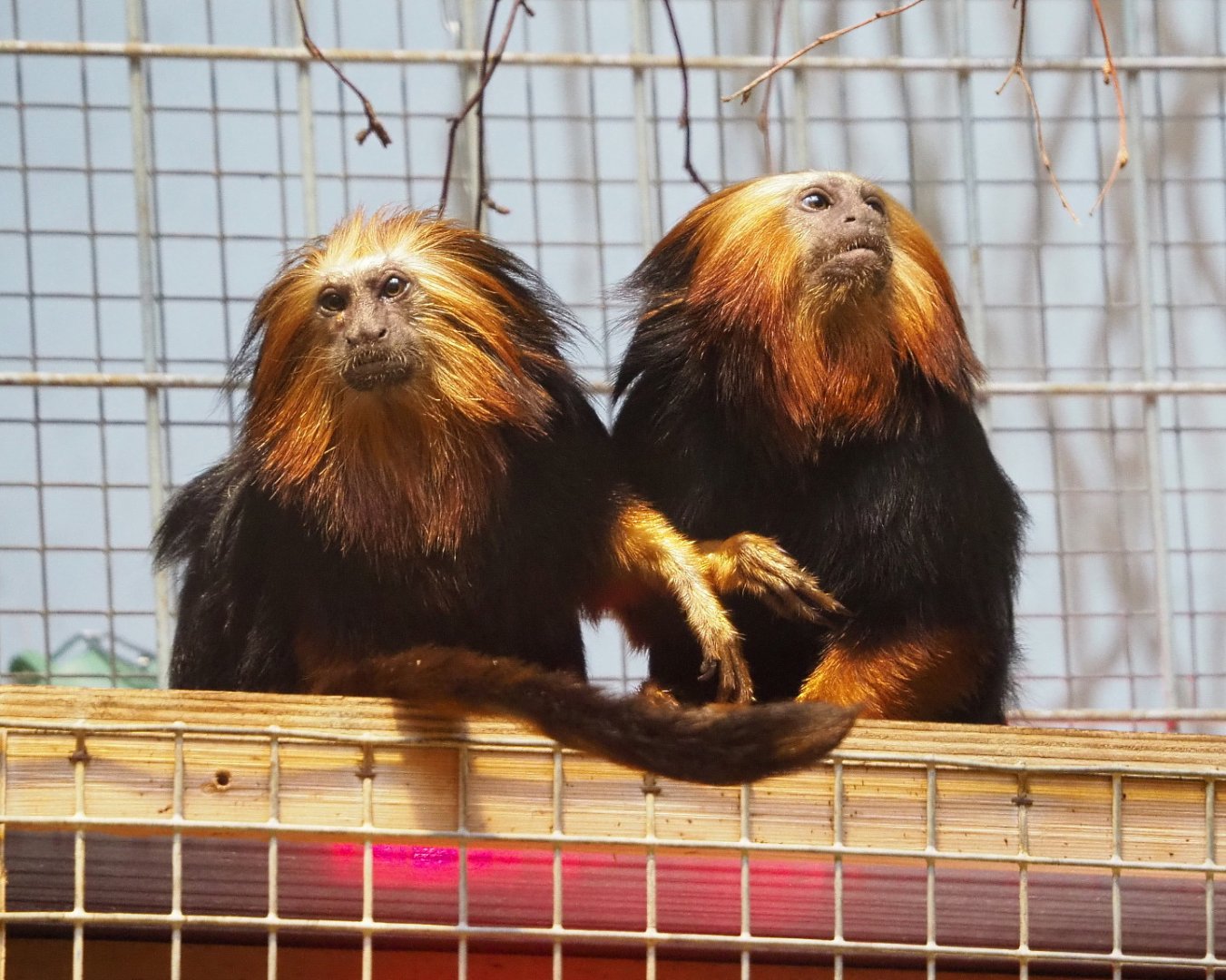 Golden-headed lion tamarins  (Leontopithecus chrysomelas), 2021-06-12