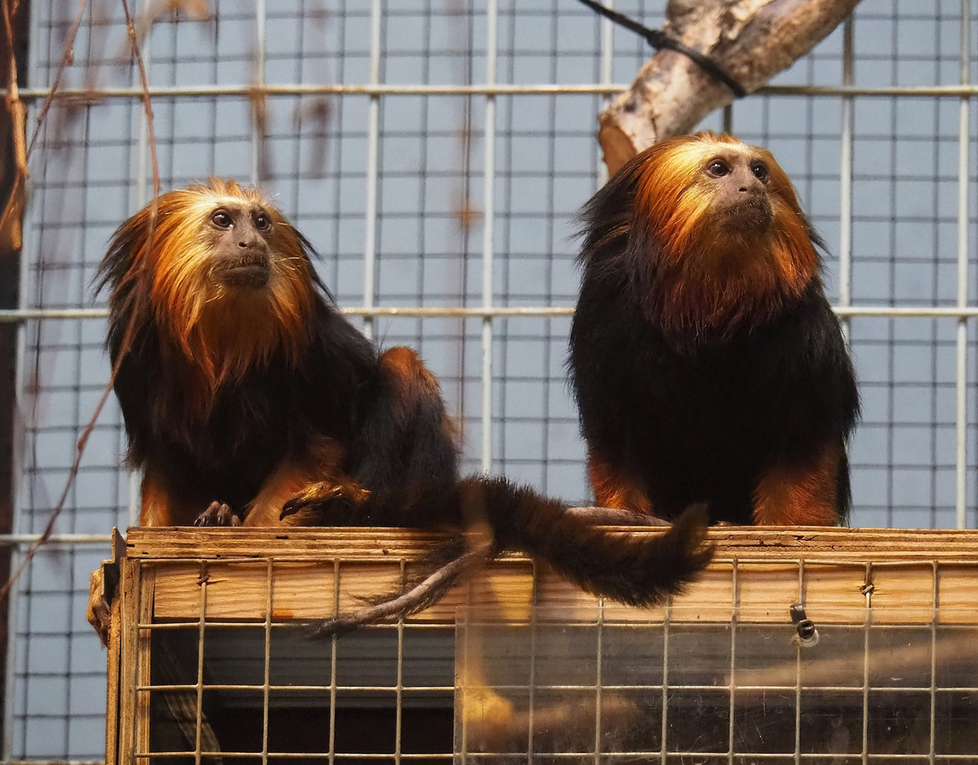 Golden-headed lion tamarins (Leontopithecus chrysomelas), 2022-10-29