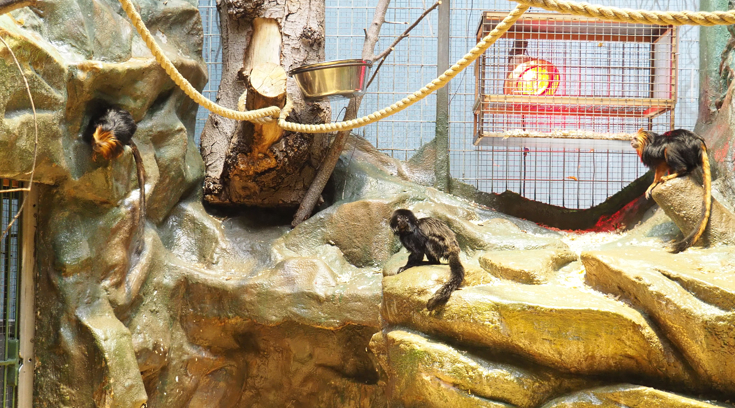 Golden-headed lion tamarins (Leontopithecus chrysomelas) and Goeldi's marmoset (Callimico goeldii), 2022-05-26