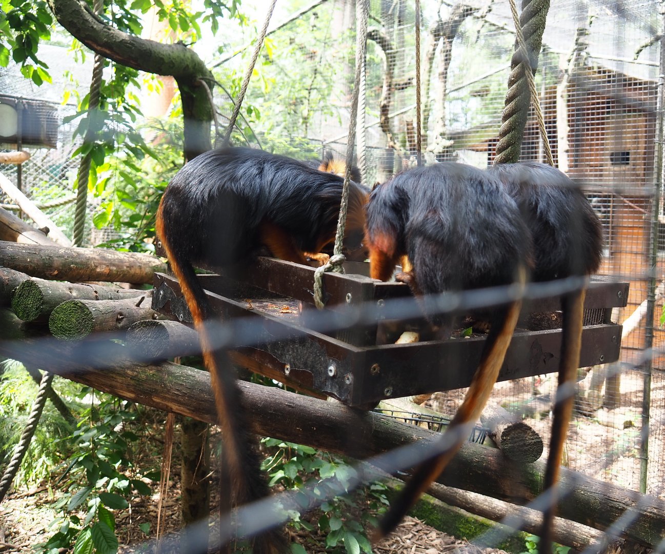 Golden-headed lion tamarins (Leontopithecus chrysomelas) on feeding platform, 2019-05-25