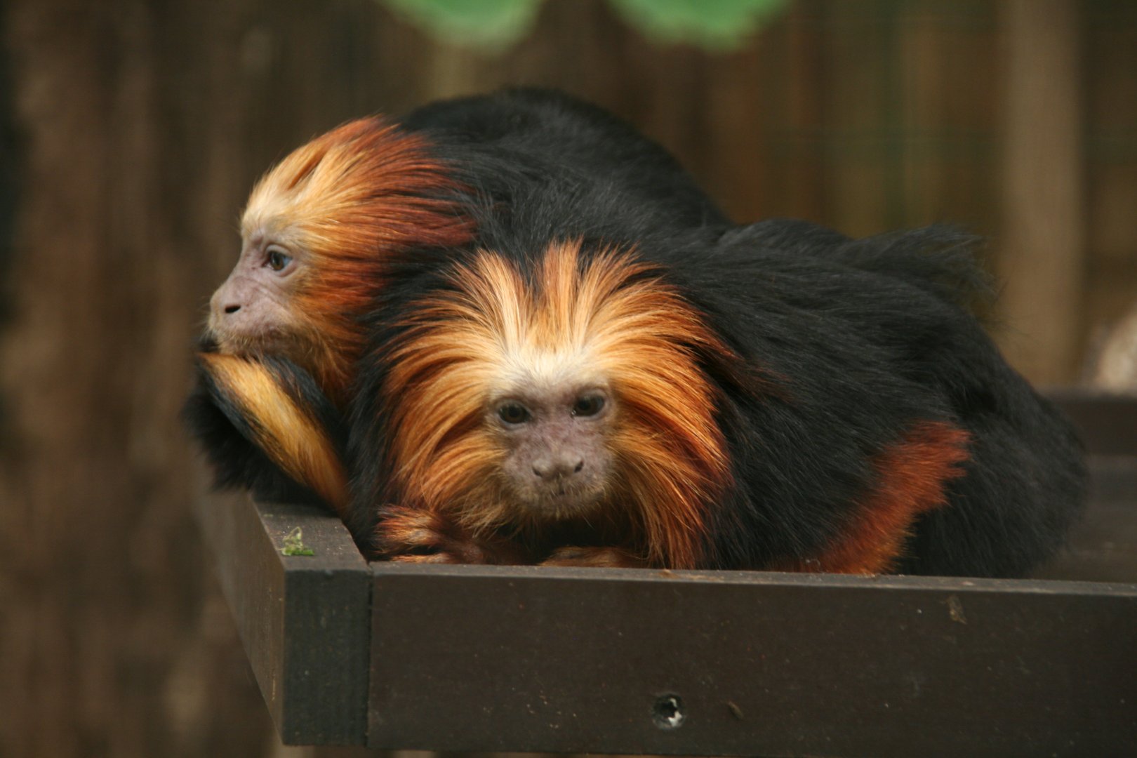 Golden-headed lion tamarins