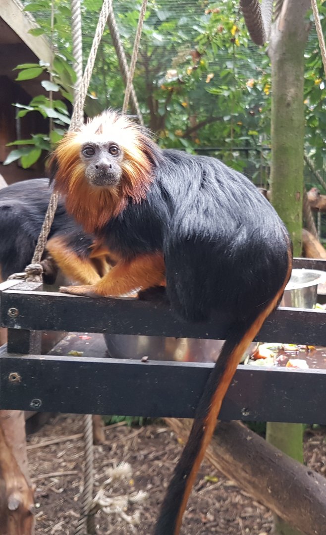 Golden-headed lion-tamarins
