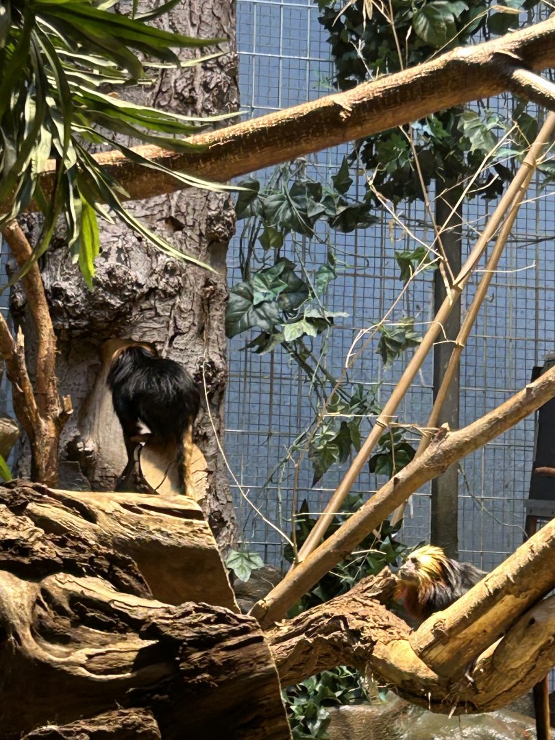 Golden-headed lion tamarins