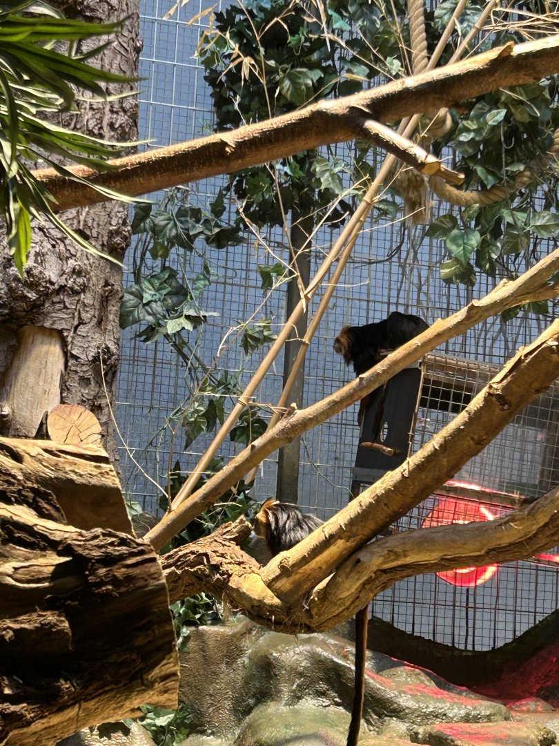 Golden-headed lion tamarins