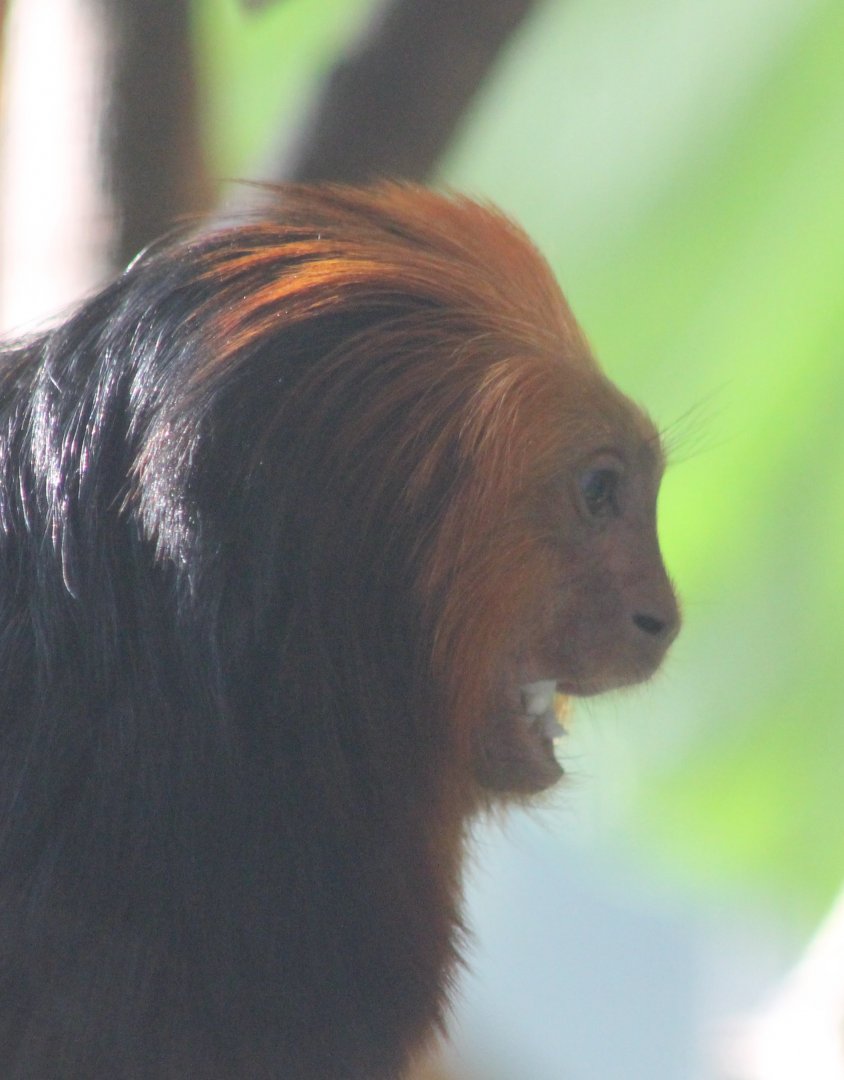 Golden-headed lion yamarin