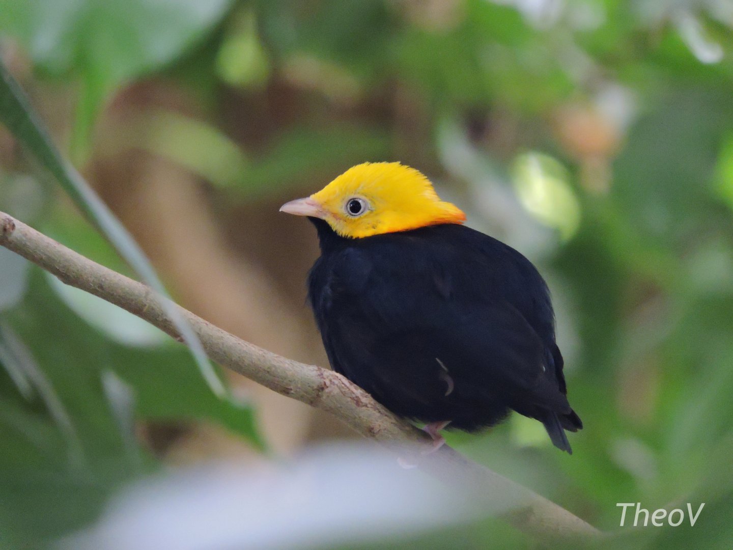 Golden-headed manakin [2017]