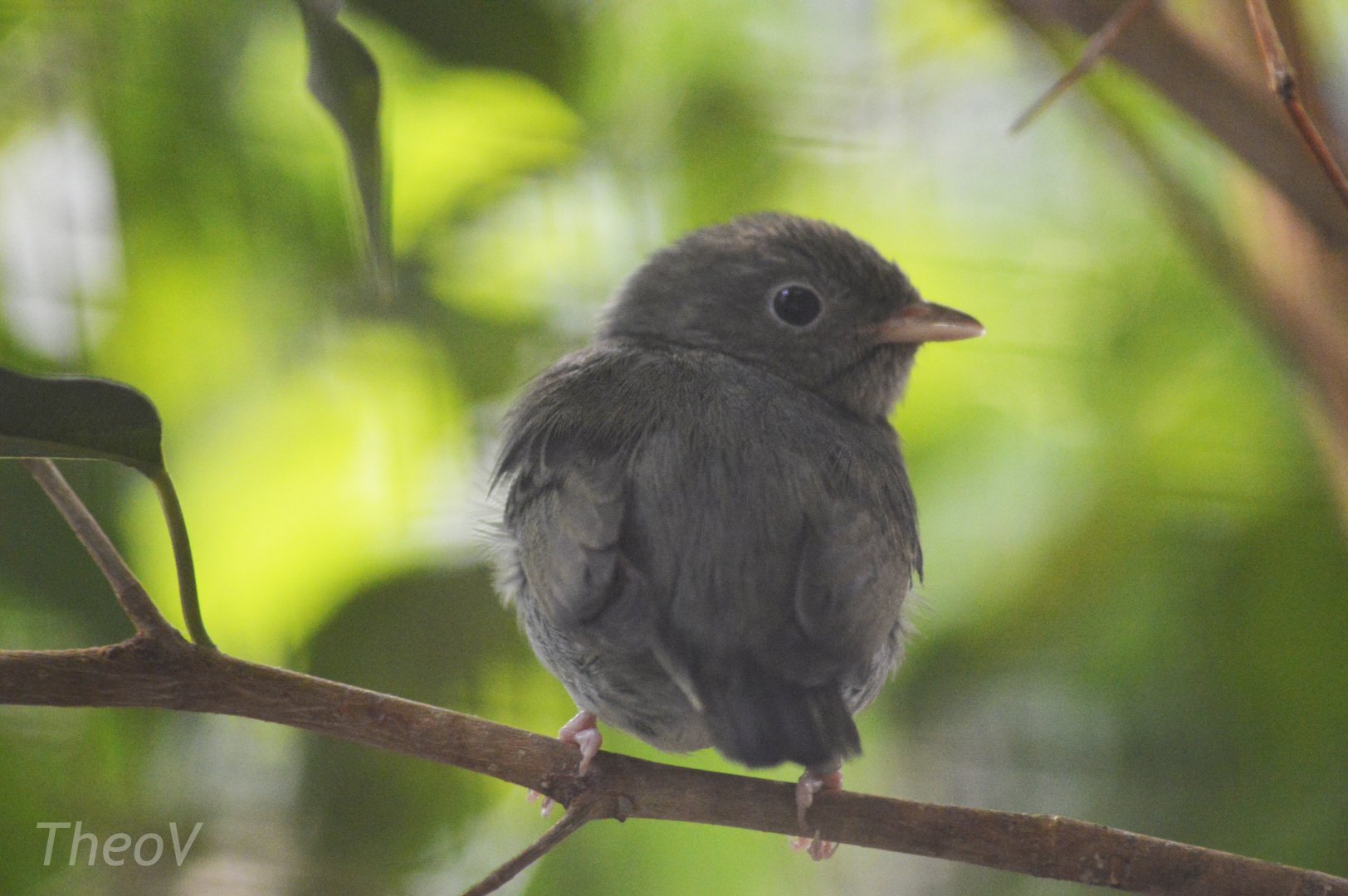 Golden-headed manakin [2018]