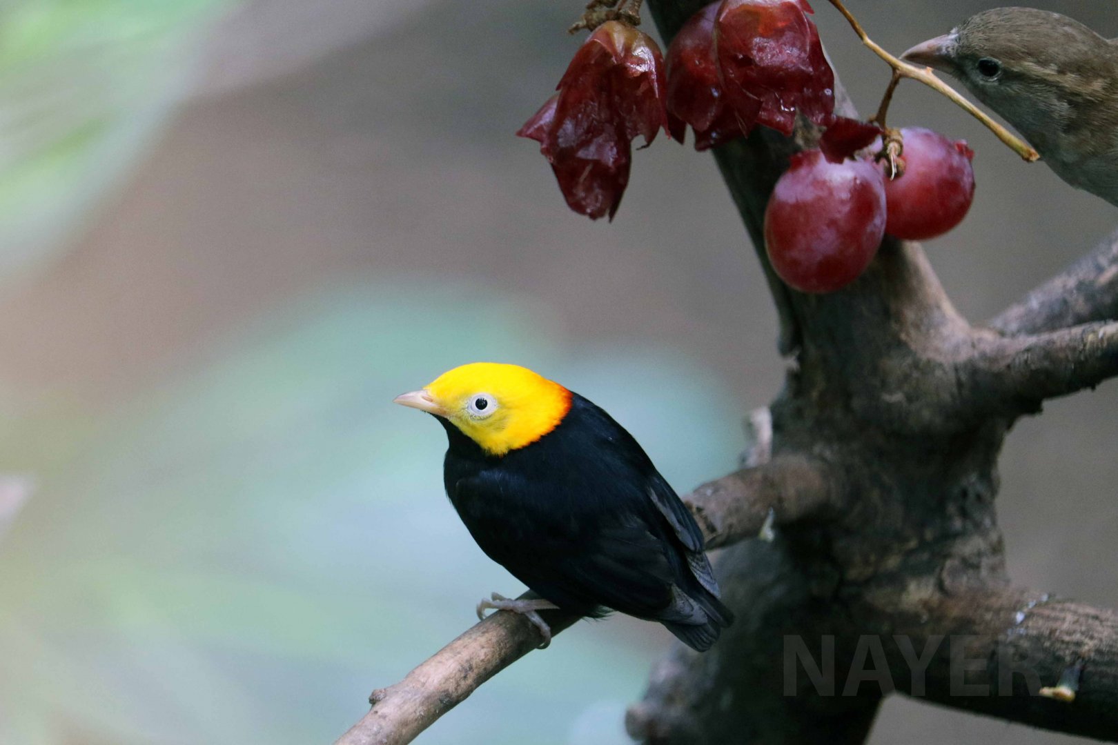Golden-headed manakin, April 2018
