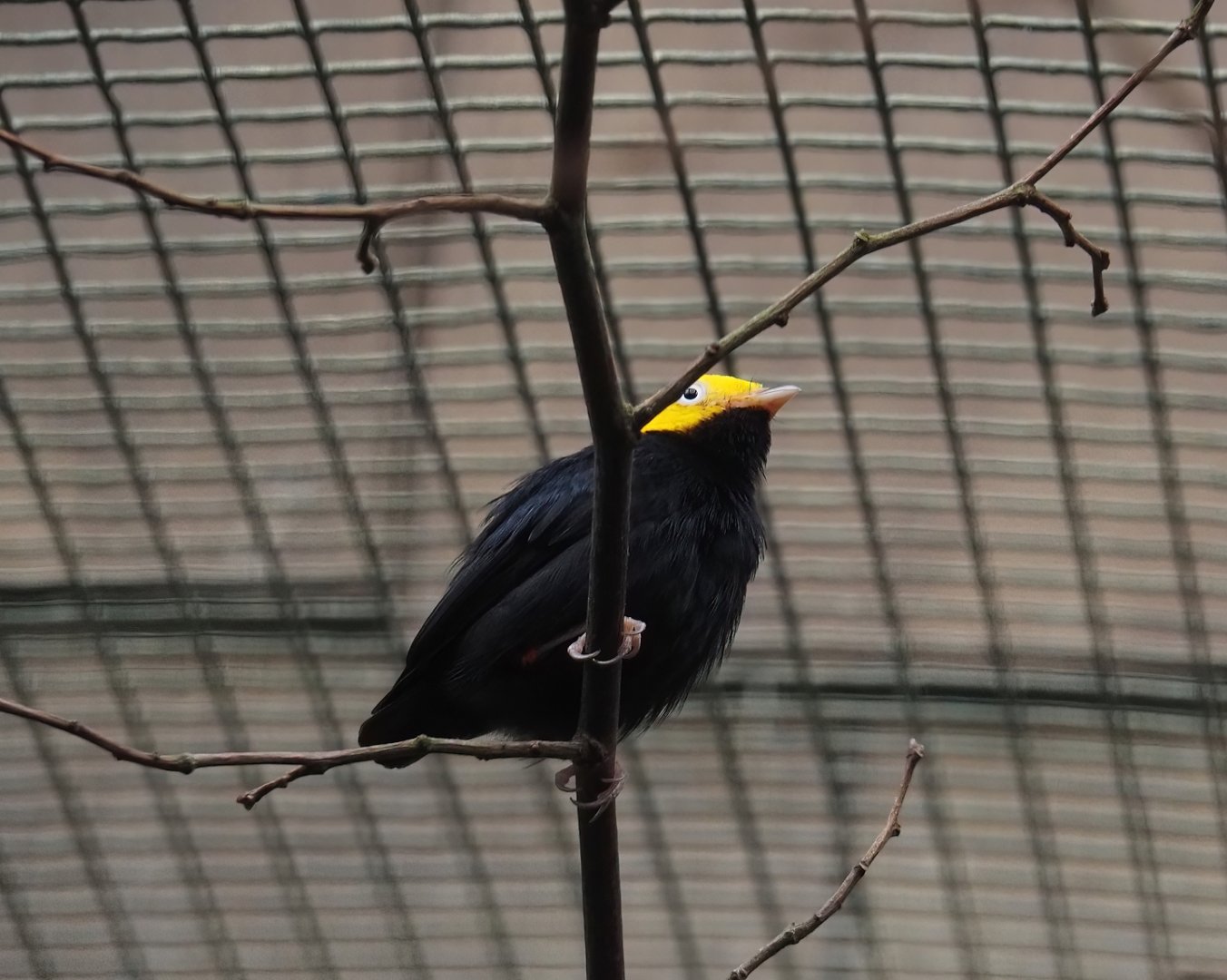 Golden-headed manakin (Ceratopipra erythrocephala), 2024-05-22