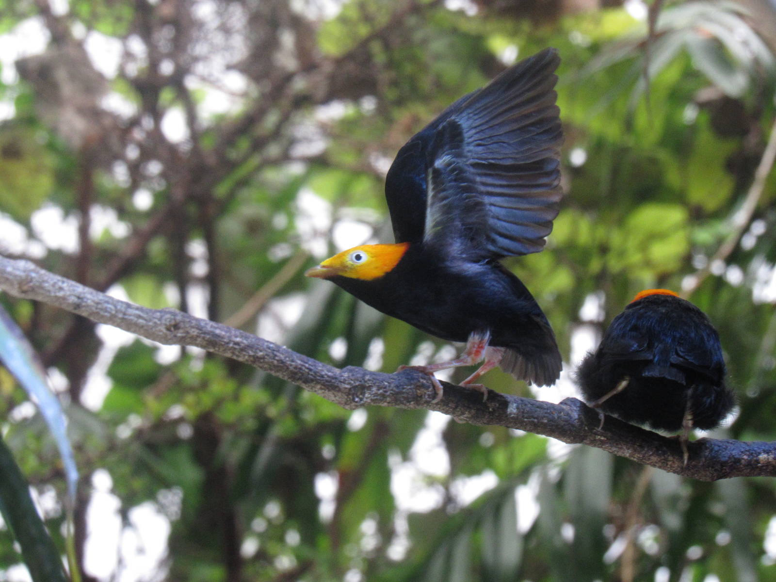 Golden-headed Manakin (Ceratopipra erythrocephala), lek display