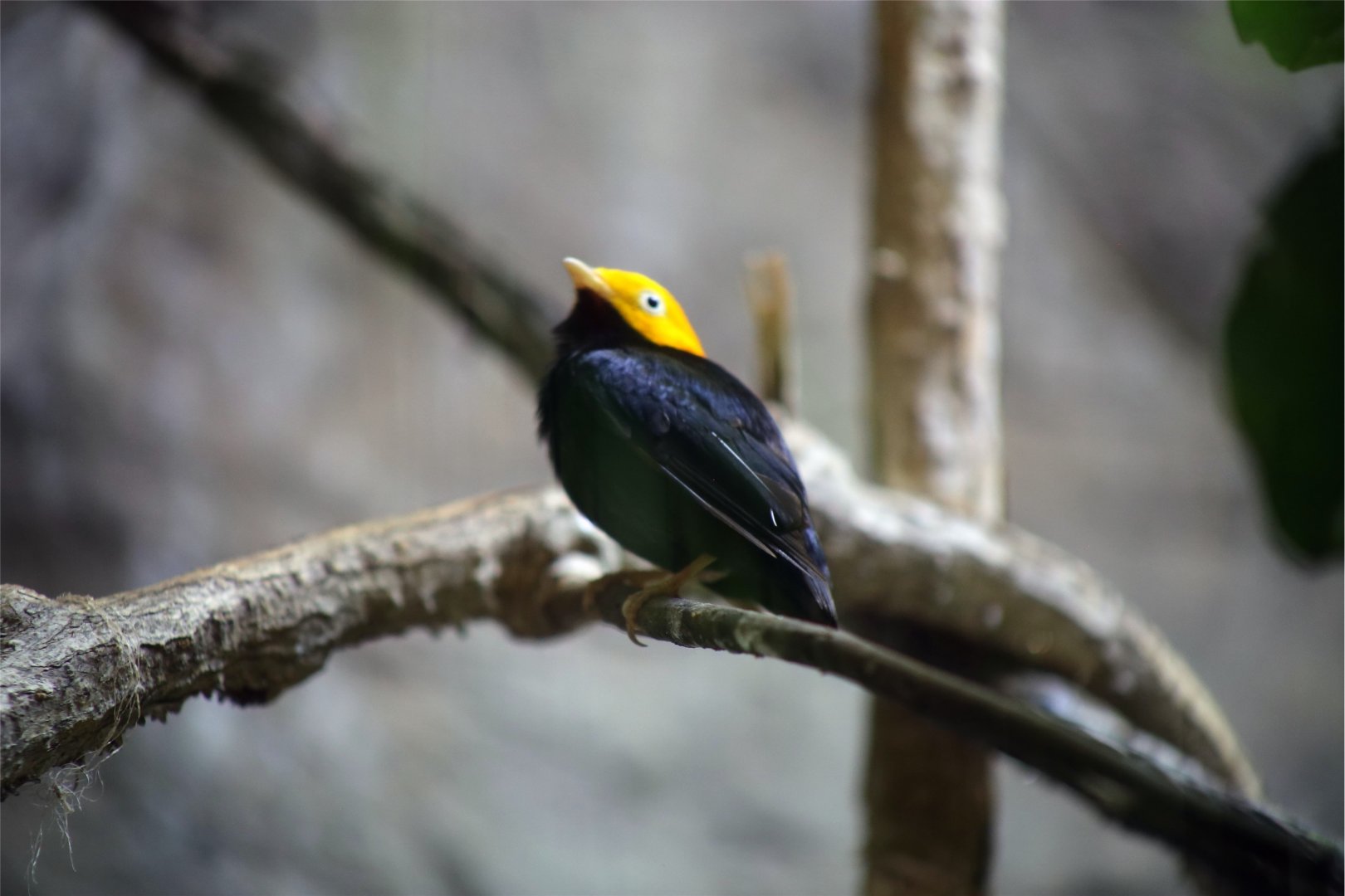 Golden-headed manakin (Ceratopipra erythrocephala)