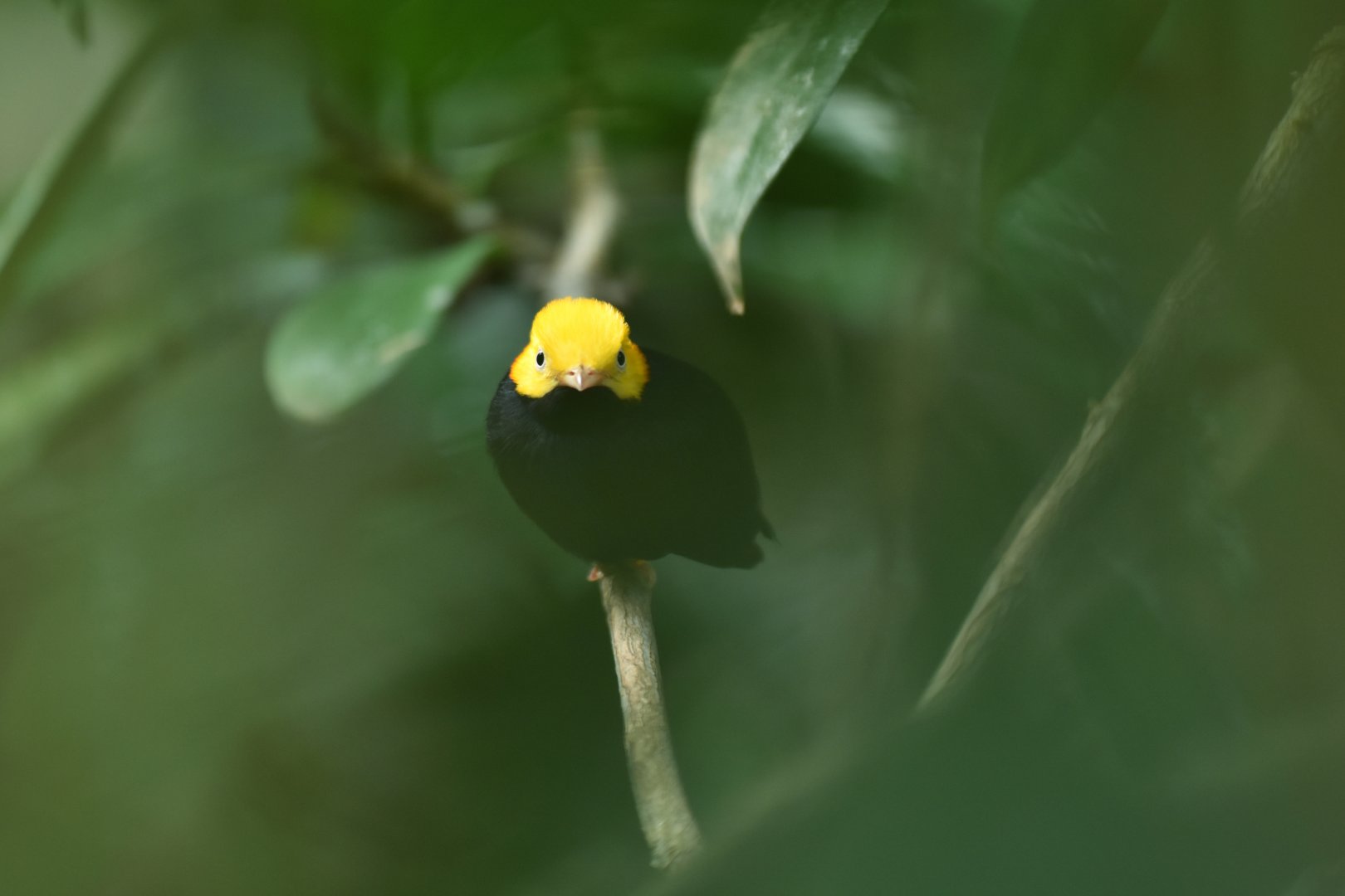 Golden-headed manakin( Ceratopipra erythrocephala)