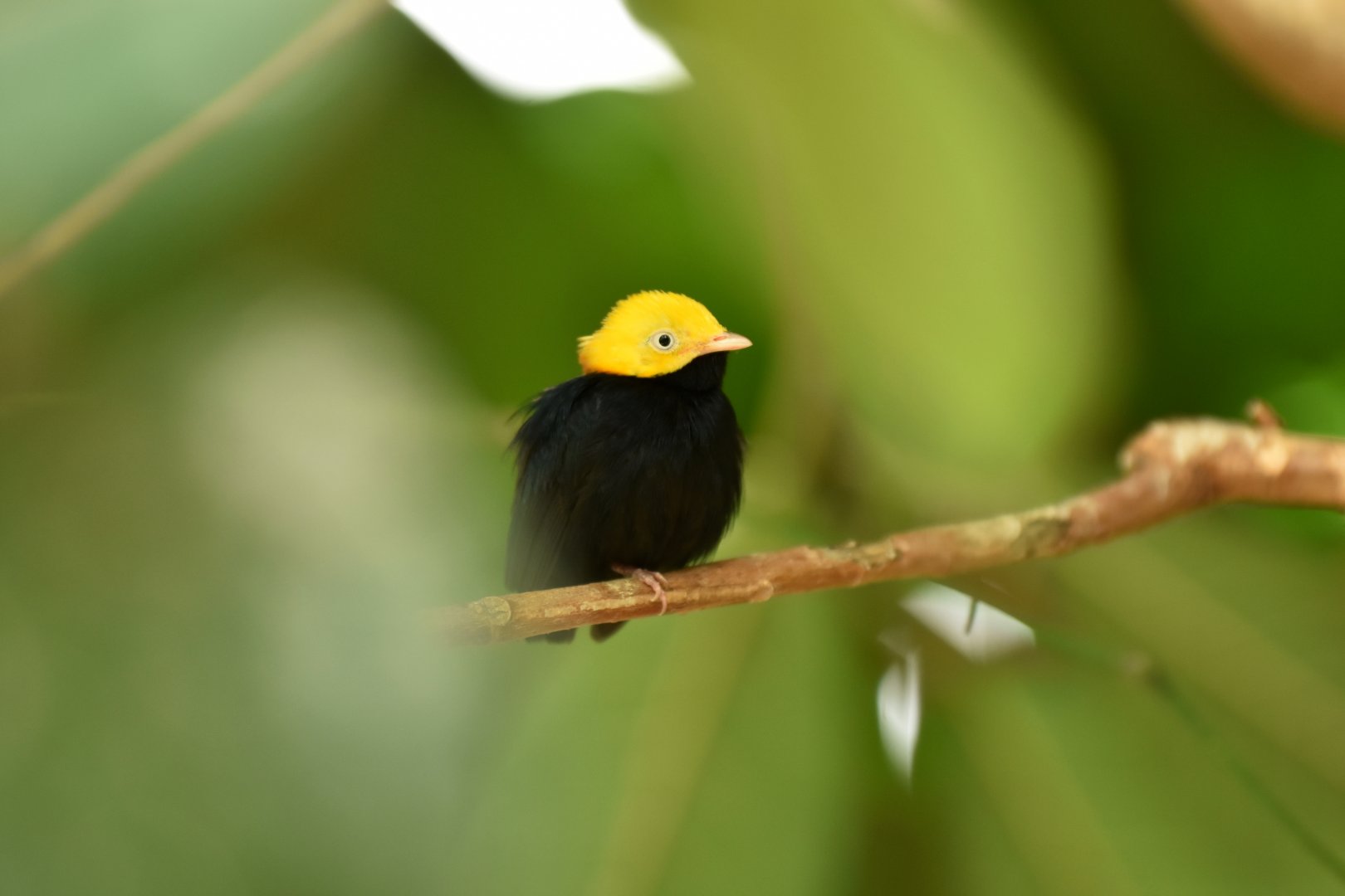 Golden-headed manakin (Ceratopipra erythrocephala)