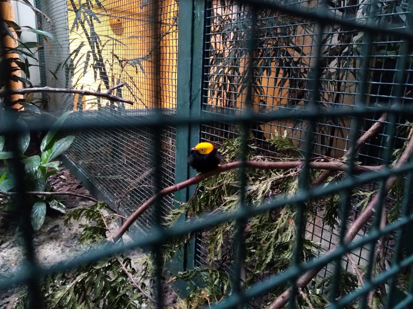Golden-headed manakin (Ceratopipra erythrocephala)