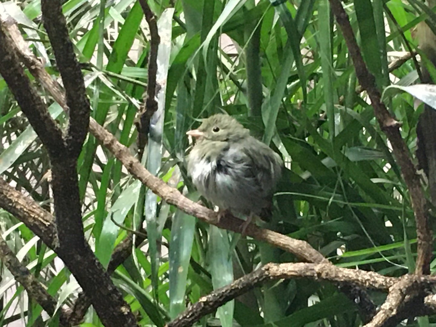 Golden-Headed Manakin (Ceratopipra erythrocephala)
