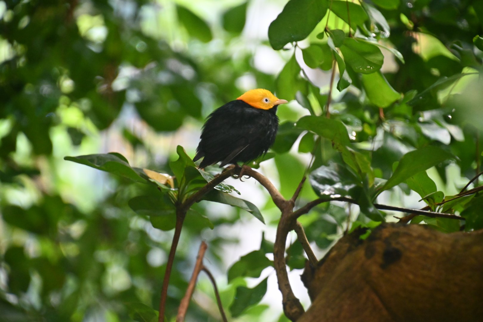 Golden-headed manakin (Ceratopipra erythrocephala)