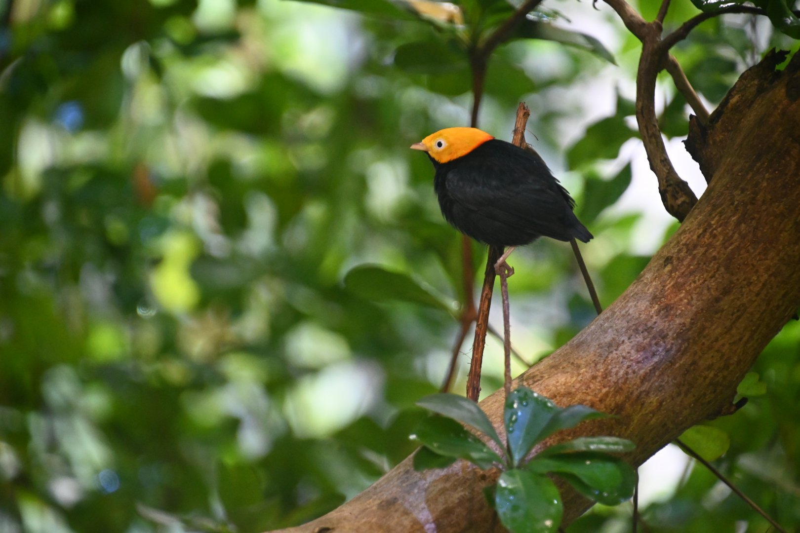 Golden-headed manakin (Ceratopipra erythrocephala)