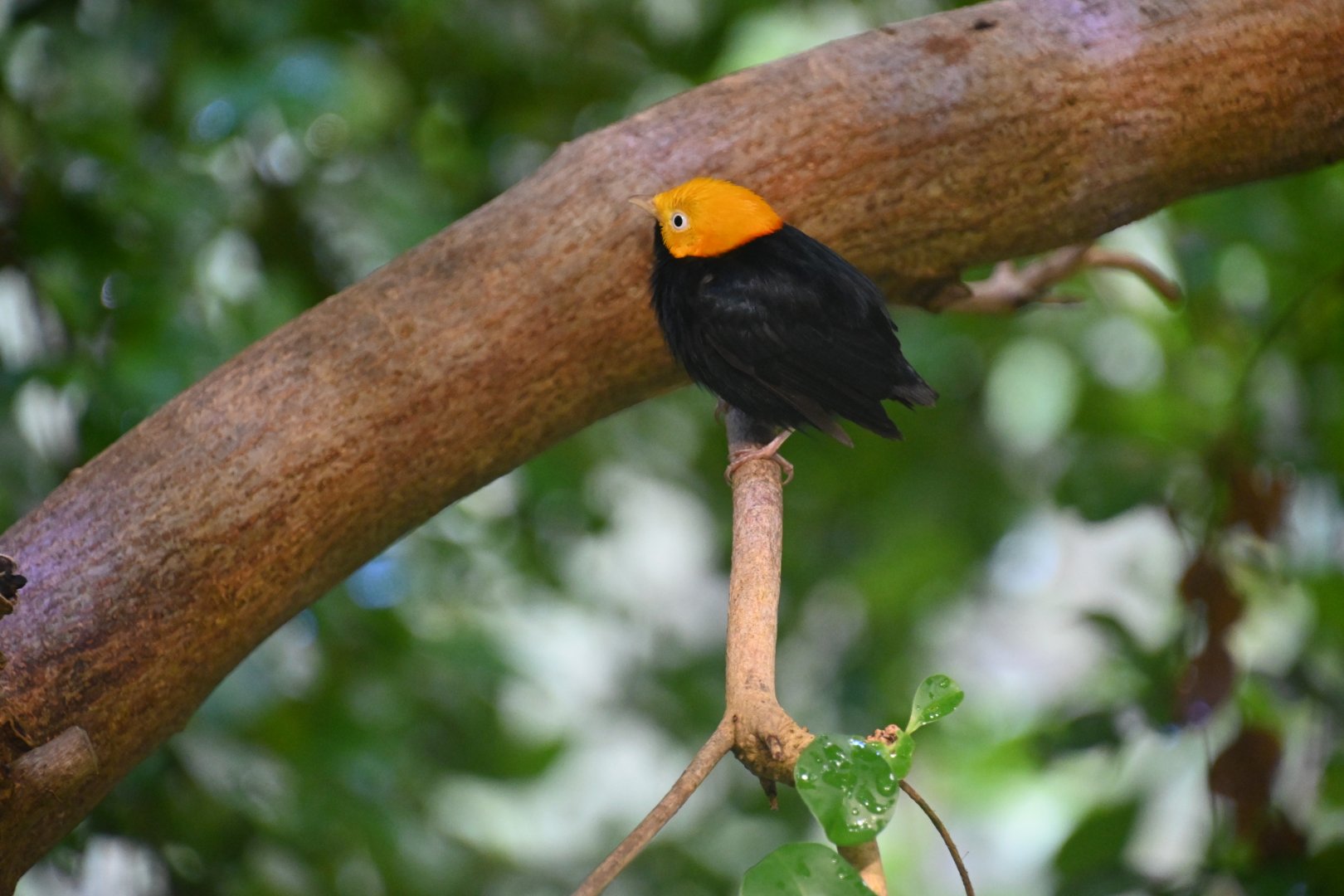 Golden-headed manakin (Ceratopipra erythrocephala)