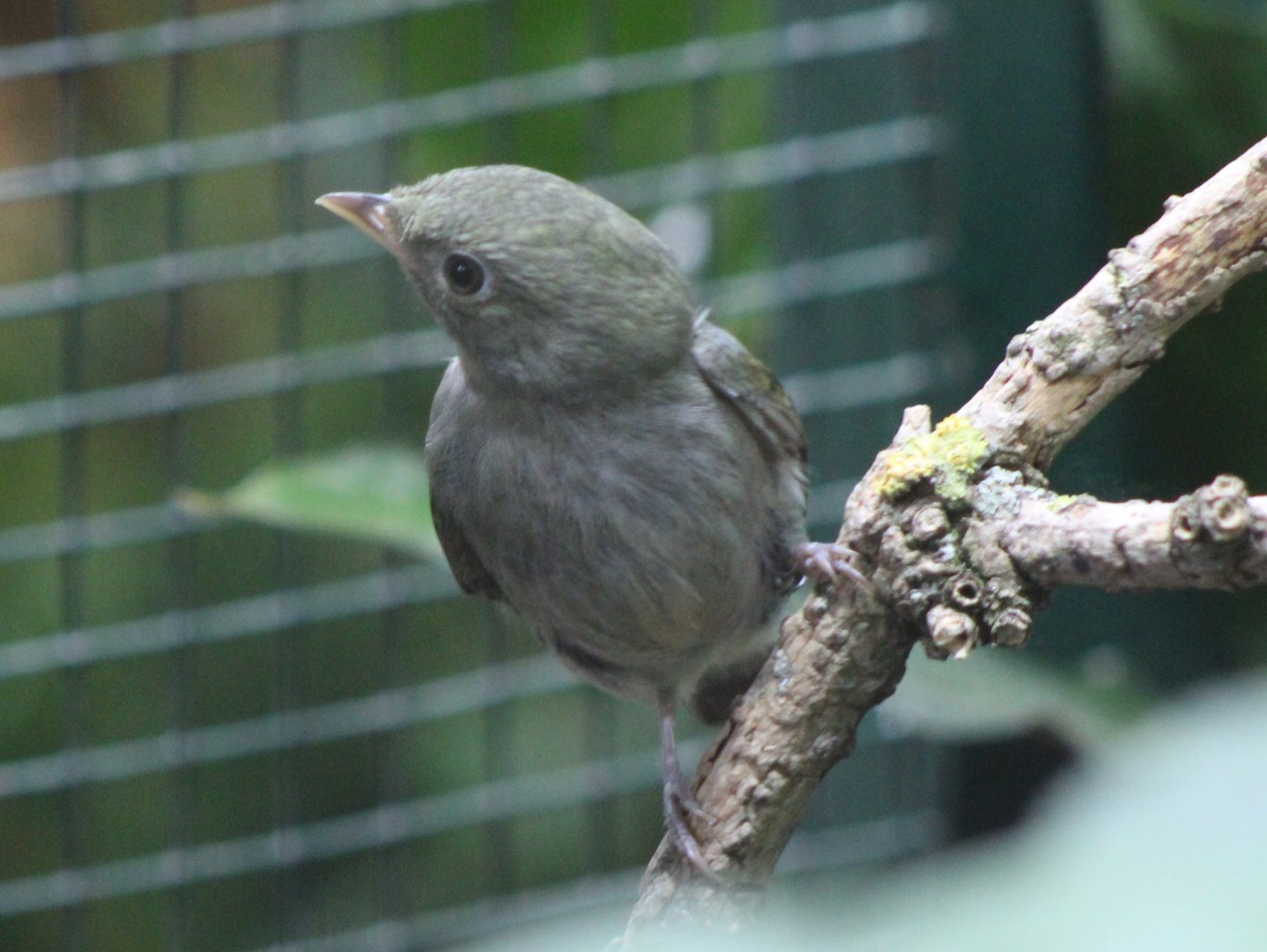 Golden-headed manakin - female