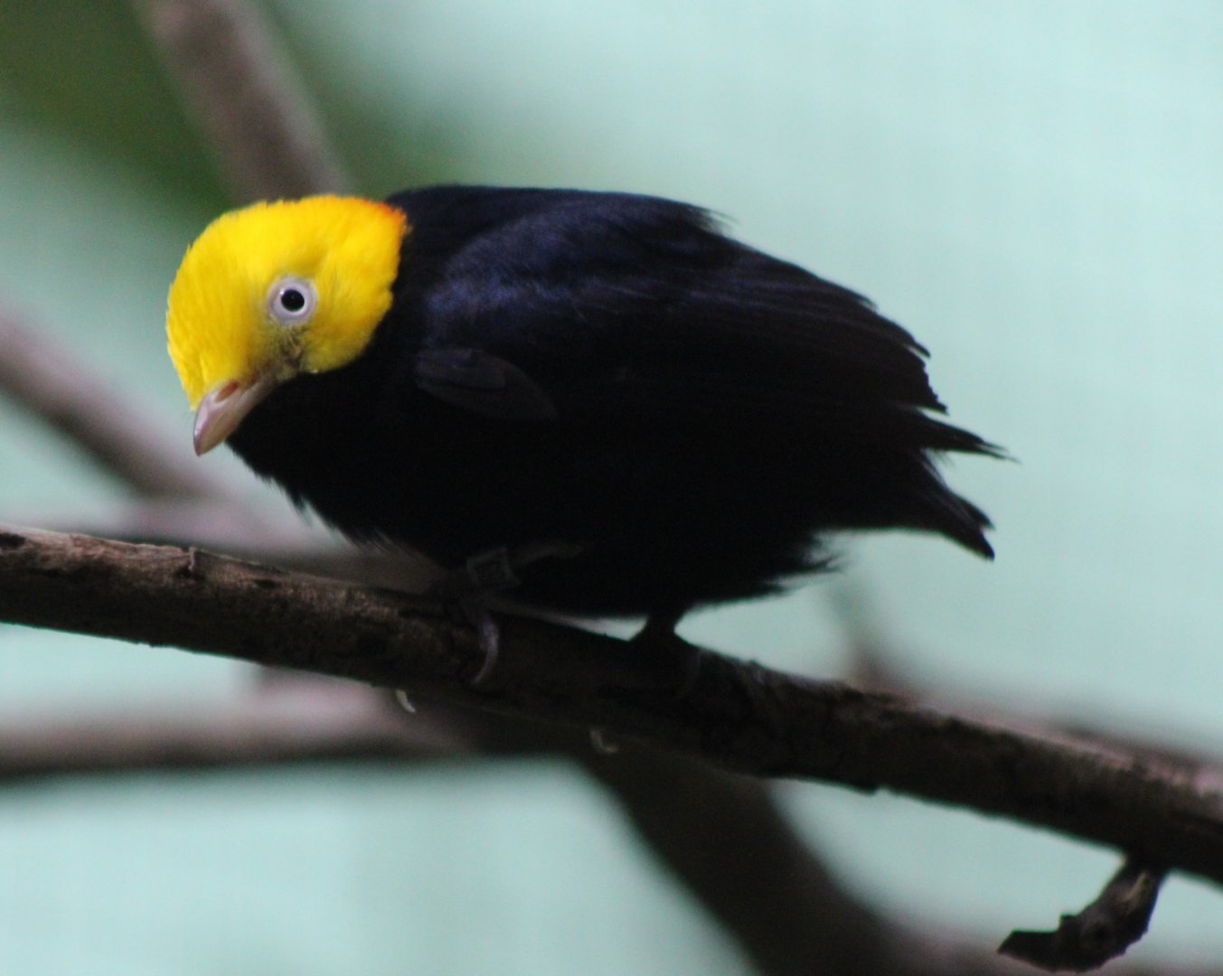 Golden-headed manakin - male