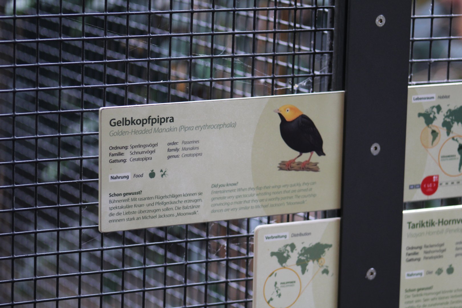 Golden-Headed Manakin Signage