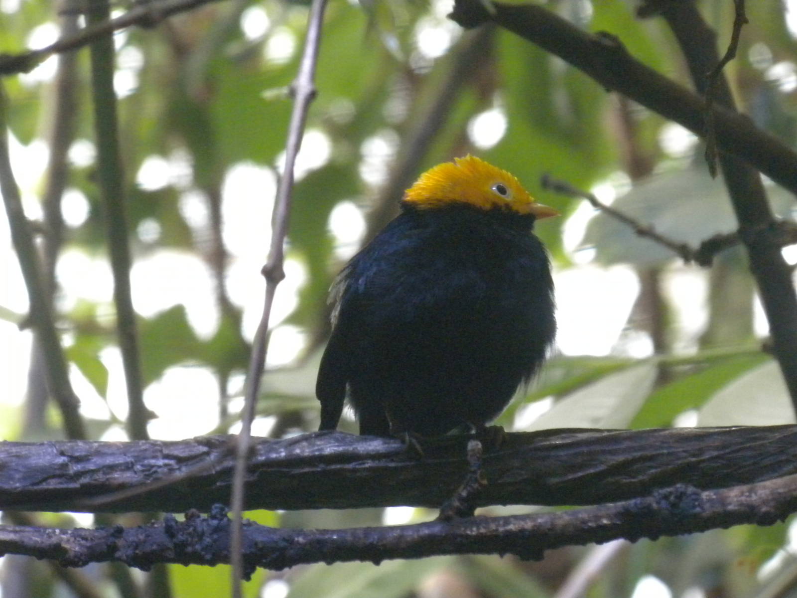 Golden-headed Manakin