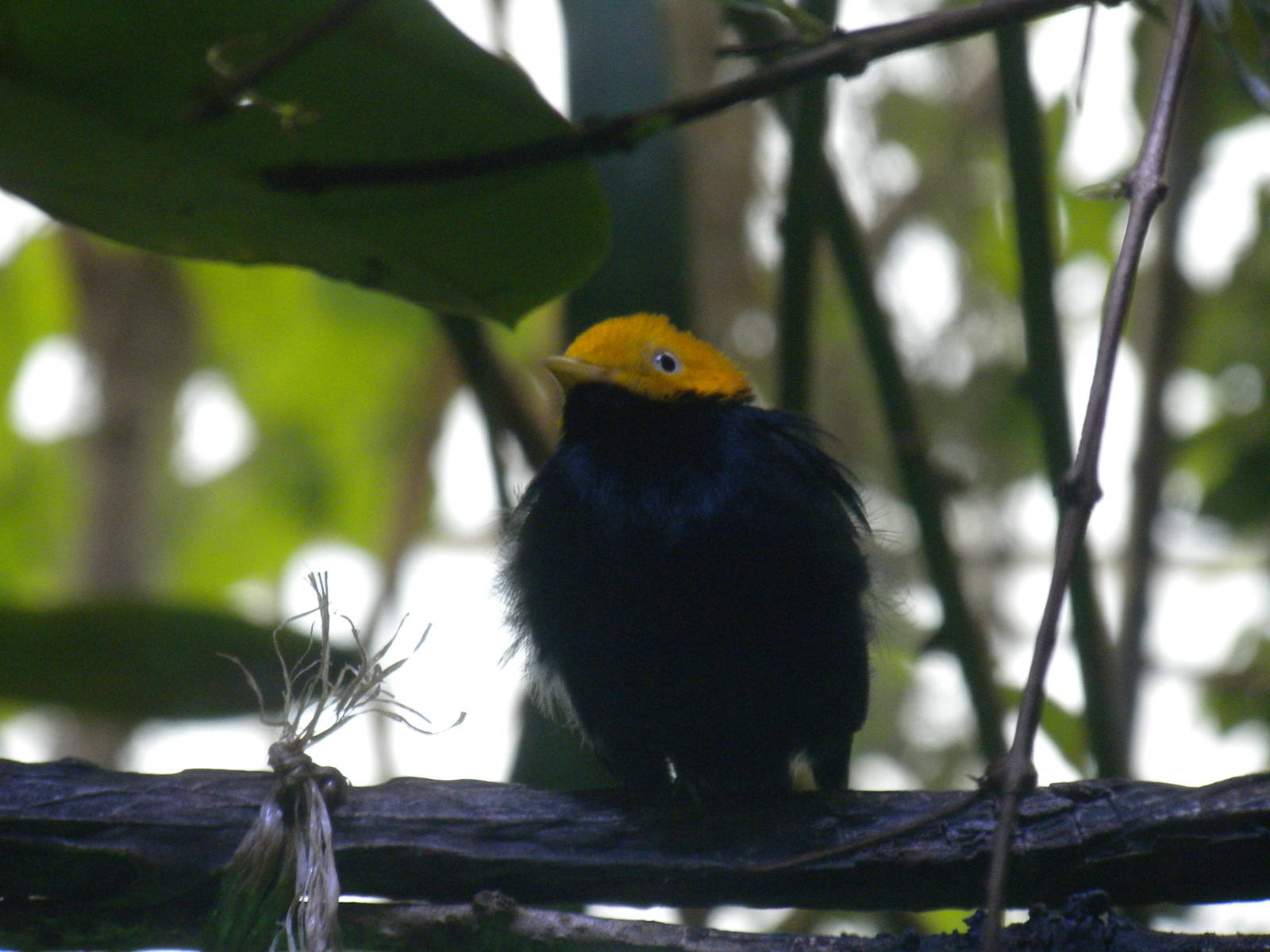 Golden-headed Manakin