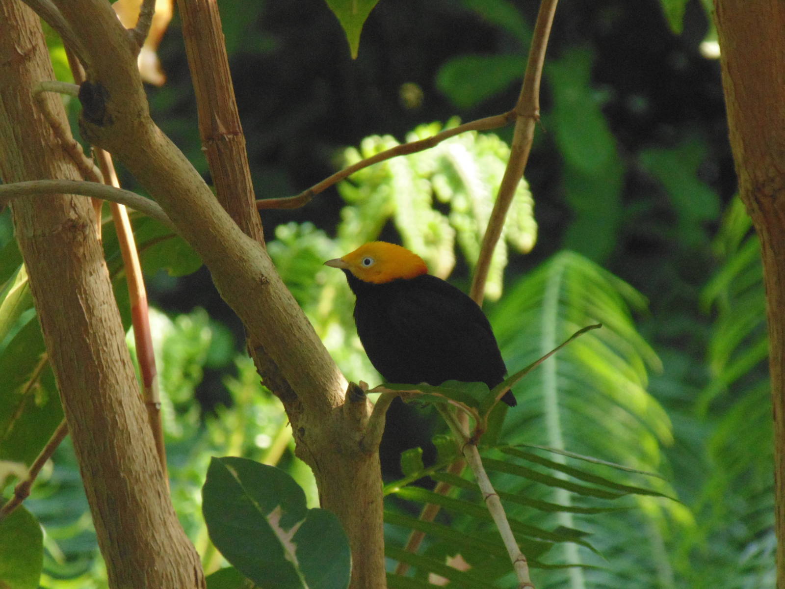 Golden-Headed Manakin