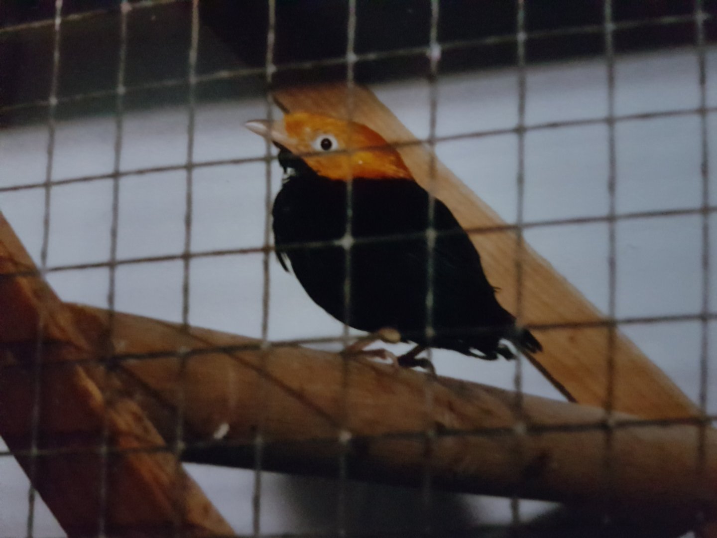 Golden-headed Manakin